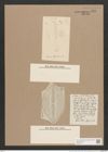 Navicula lyra var. costata Ehr. (de-Toni-Nr.: Genus 1, Species 327) Zeichnungen Sammlung Grunow Nr. 739 (NHMW-BOT-W0367127)